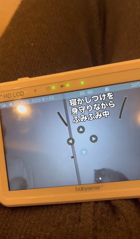 赤ちゃんを見る猫