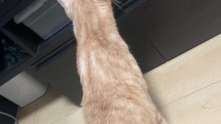 猫の後ろ姿