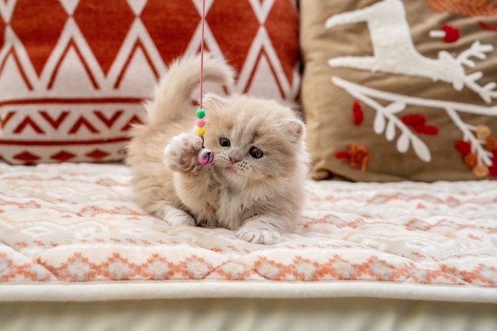 おもちゃにじゃれつくミヌエットの子猫