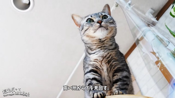 下から見た猫