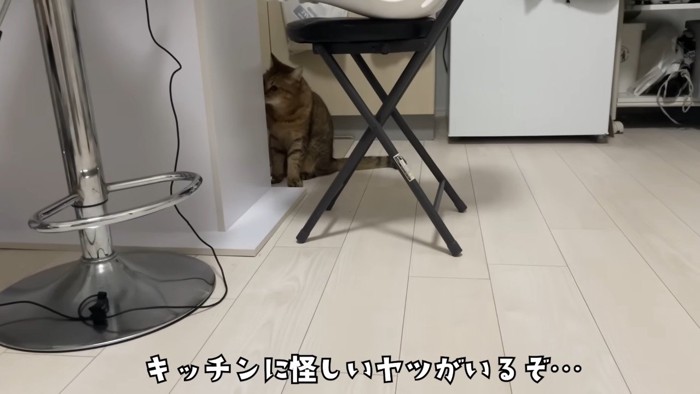 キッチンに怪しいヤツ