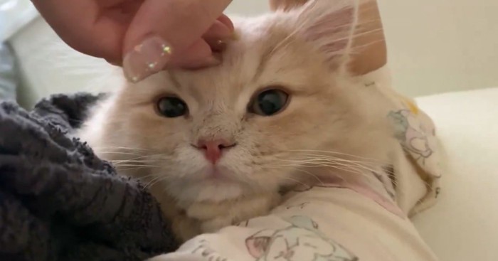 添い寝する猫