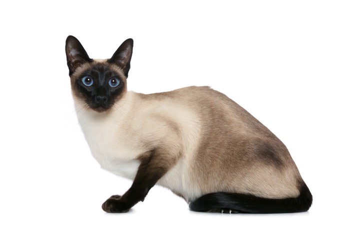 横向きに座っているシャム猫