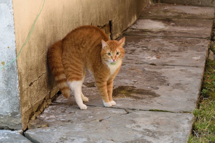 毛を逆立てる猫