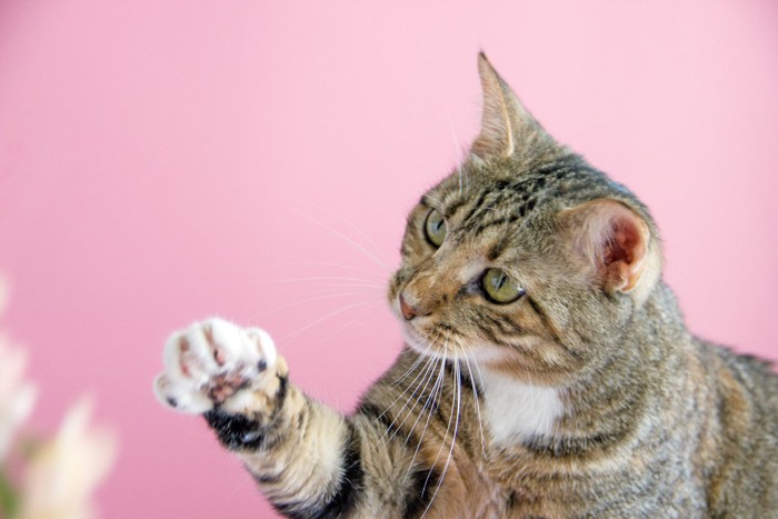 前足をあげる猫