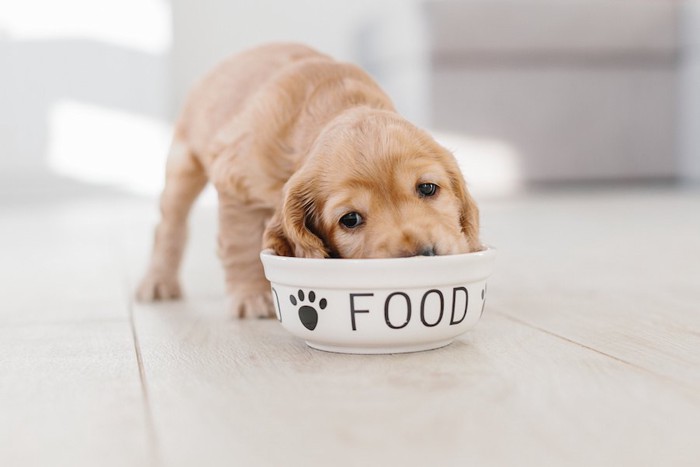 ドッグフードを食べている子犬