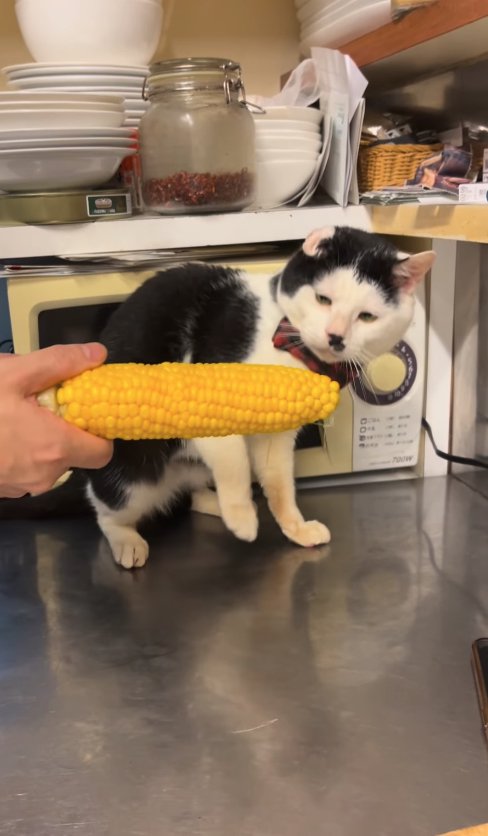 とうもろこしを差し出されて体を引いている猫