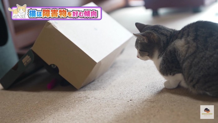 箱の下の黒猫を見る猫