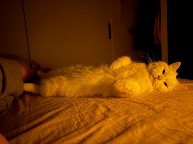 仰向けでカメラ目線の猫