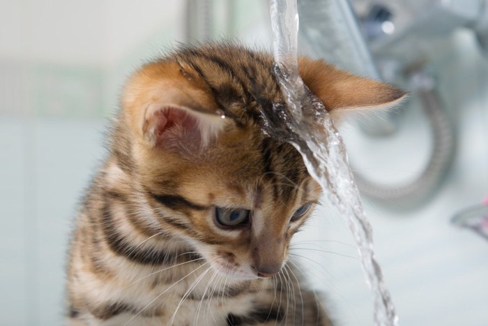 頭から水をかぶる猫