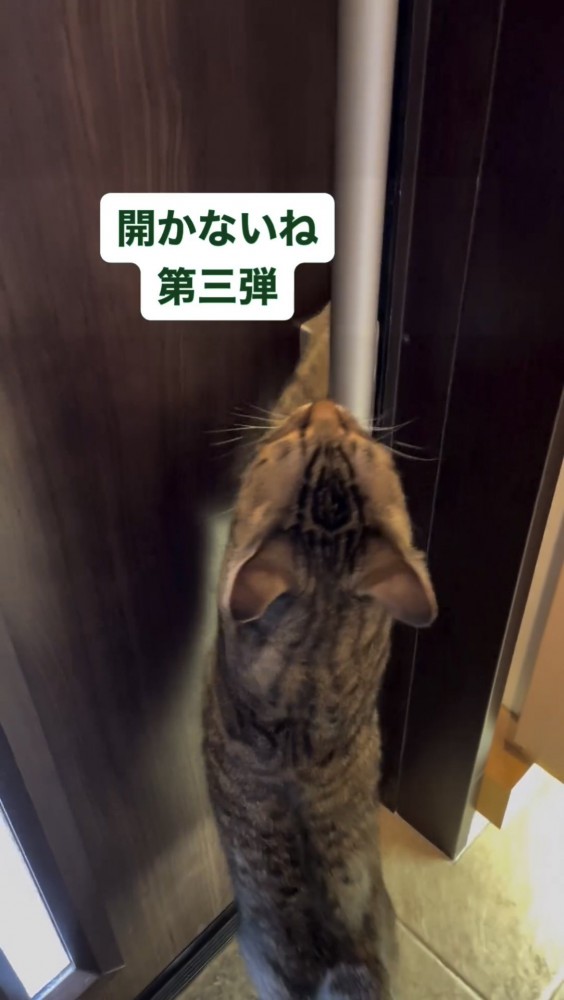 ドアを開けようとする猫