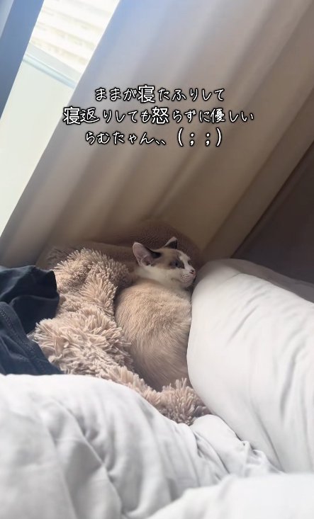 飼い主の足を見つめるイカ耳の猫