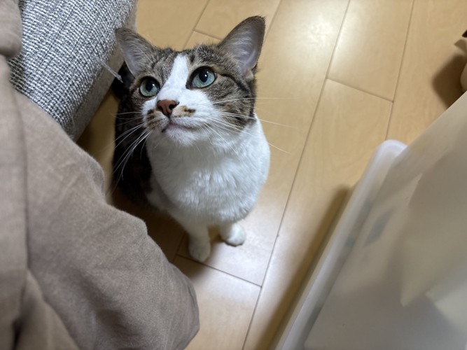 上を見る猫