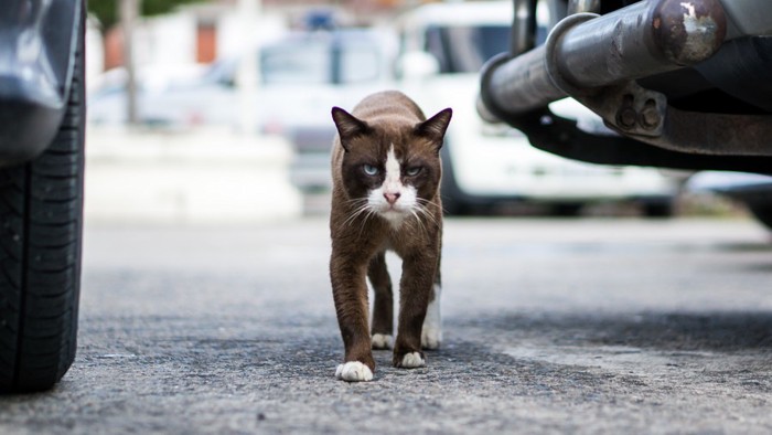 じっと見る猫