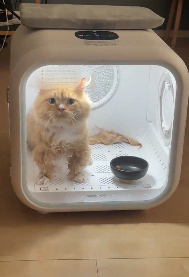 虚無顔の猫