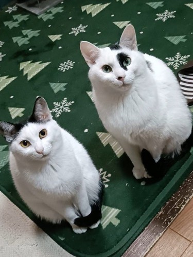 並んで座って飼い主を見上げる2匹の猫