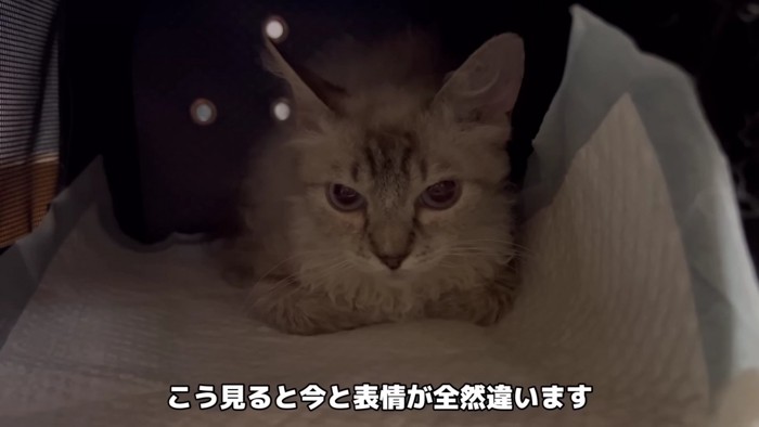 暗がりの中、座る猫