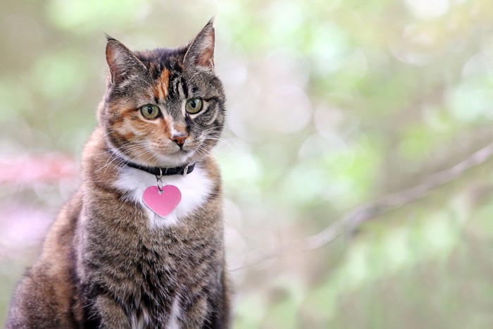 ハートのネームタグがついた首輪をつける猫