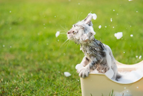 泡まみれの猫