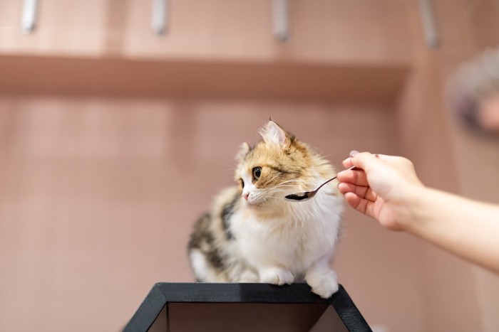 差し出されたスプーンから顔を背ける猫