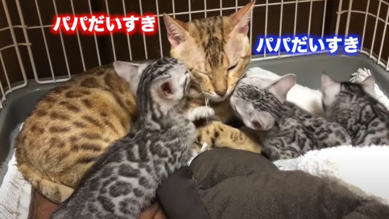 子猫たちに舐められる父猫