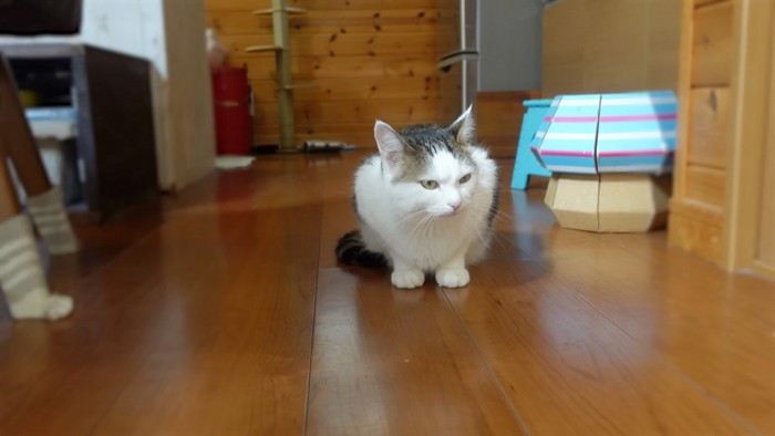 警戒する猫