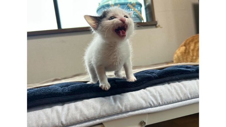 室内にいる猫
