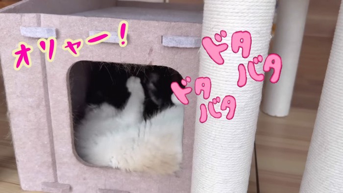 ドタバタ