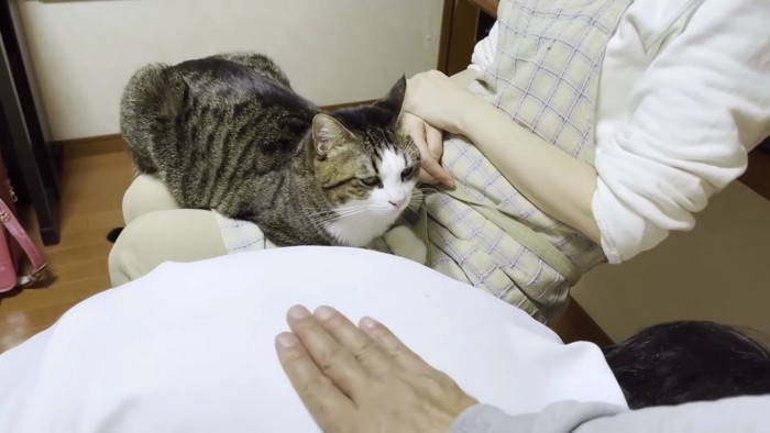 膝の上の猫