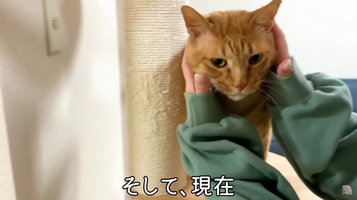 キャットタワーにいる猫