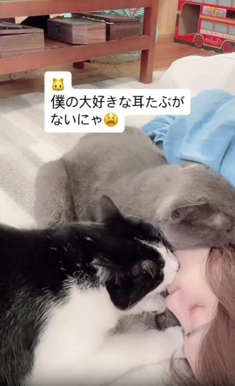 2匹の猫に甘えられる飼い主