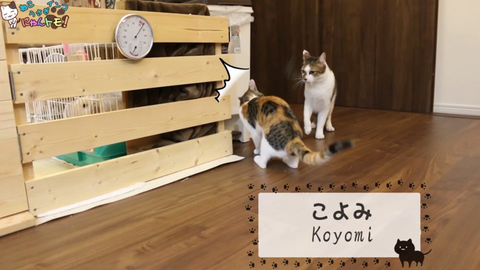 大人の猫にびっくりする子猫