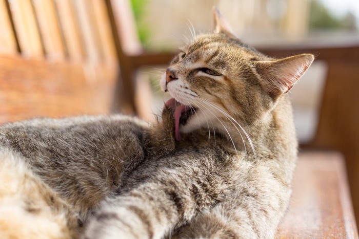 毛づくろい猫