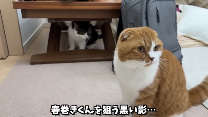 テーブルの下から茶白猫を見る猫