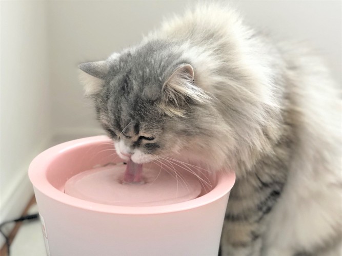 水を飲む猫