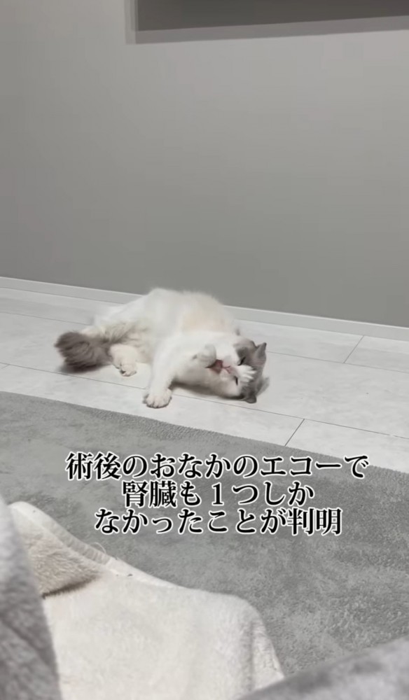 寝転んで毛づくろいをする猫