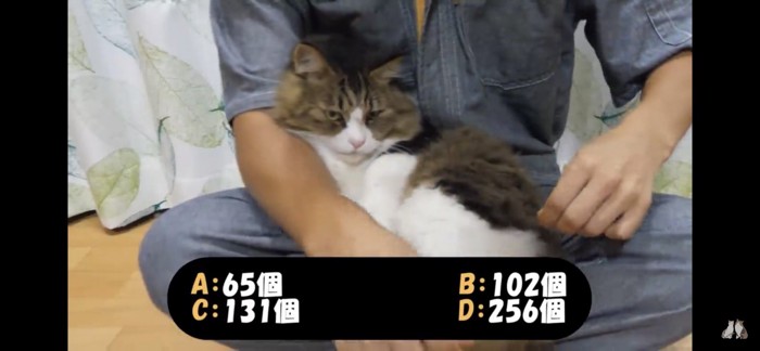 膝の上で寛ぐ猫