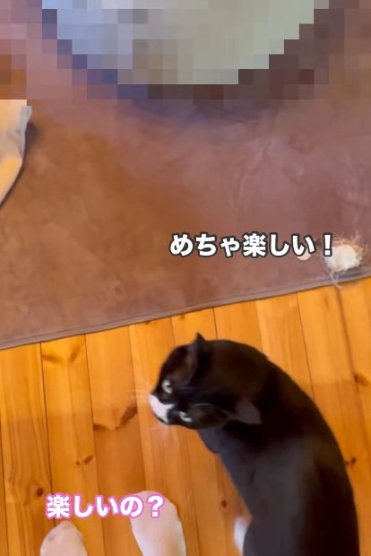 飼い主の足元にやってくる猫