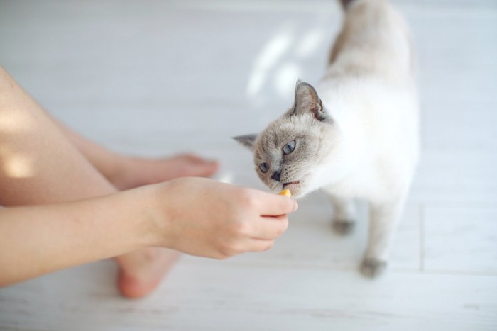 おやつをもらう猫