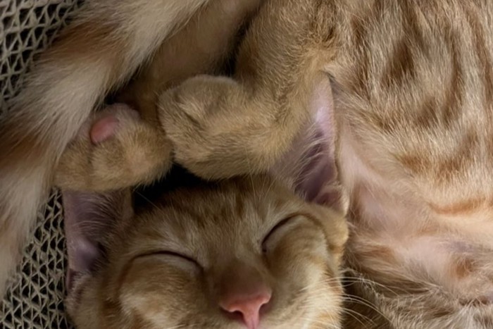 体をくねらせて寝ている茶トラ猫