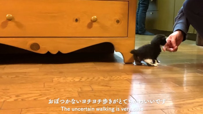 人の手に近づく子猫