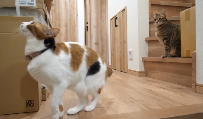 飛ぼうとする三毛猫