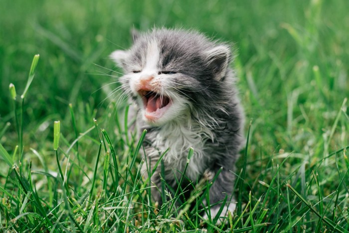 鳴きながら寄ってくる子猫