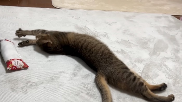 伸びる猫