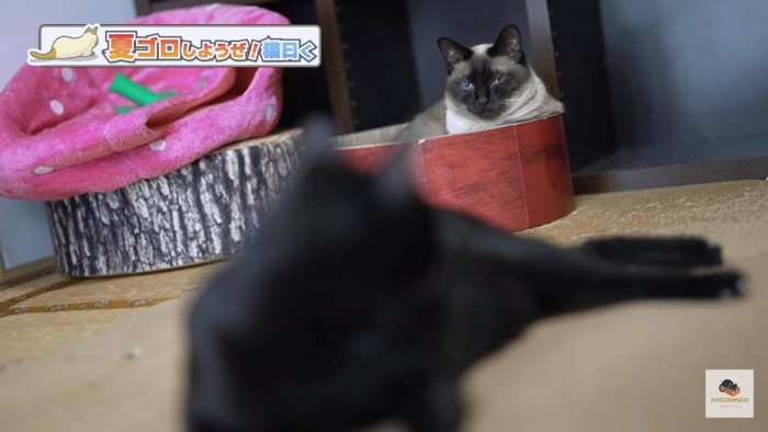 ベッドの中から見ているシャム猫