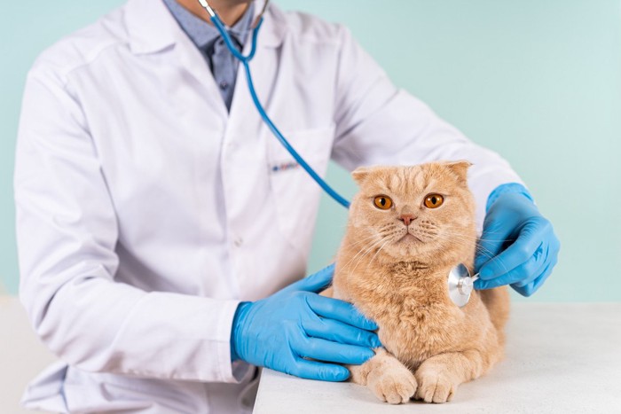 診察される猫