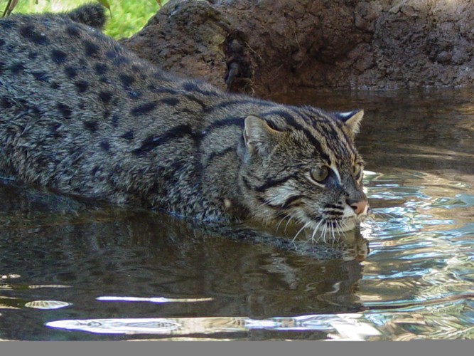 水に入るスナドリネコ