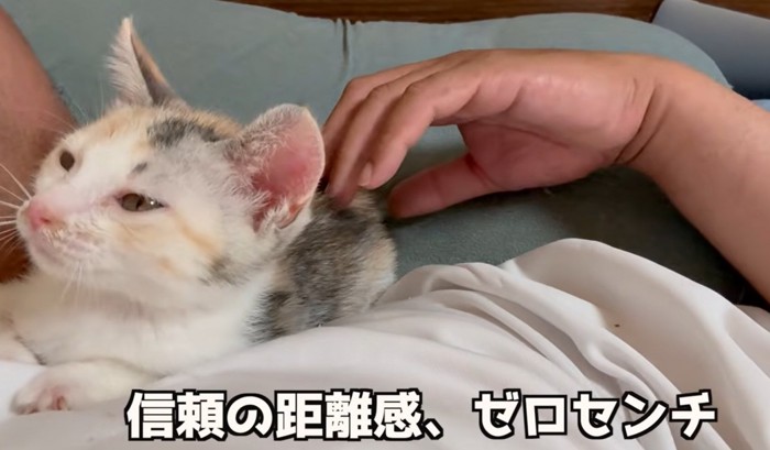 人の顔の横で寝る子猫（信頼の距離感、ゼロセンチ）