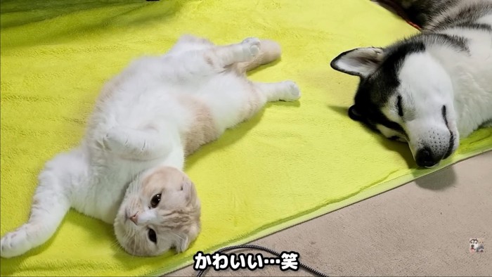 ねころんでいる