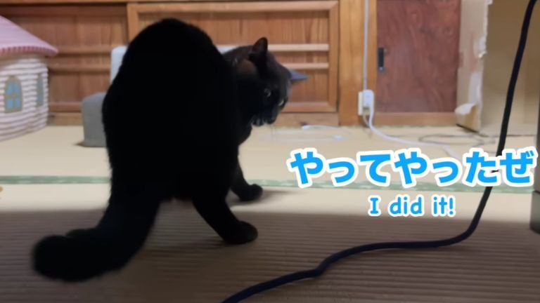 遊んでいる猫